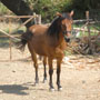 cavallo