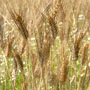 campo di grano